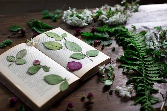 خشک کردن گل طبیعی بین کتاب - ترکیب گل طبیعی با رزین اپوکسی
